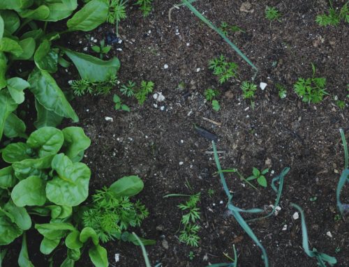 Buying Soil for Your Garden
