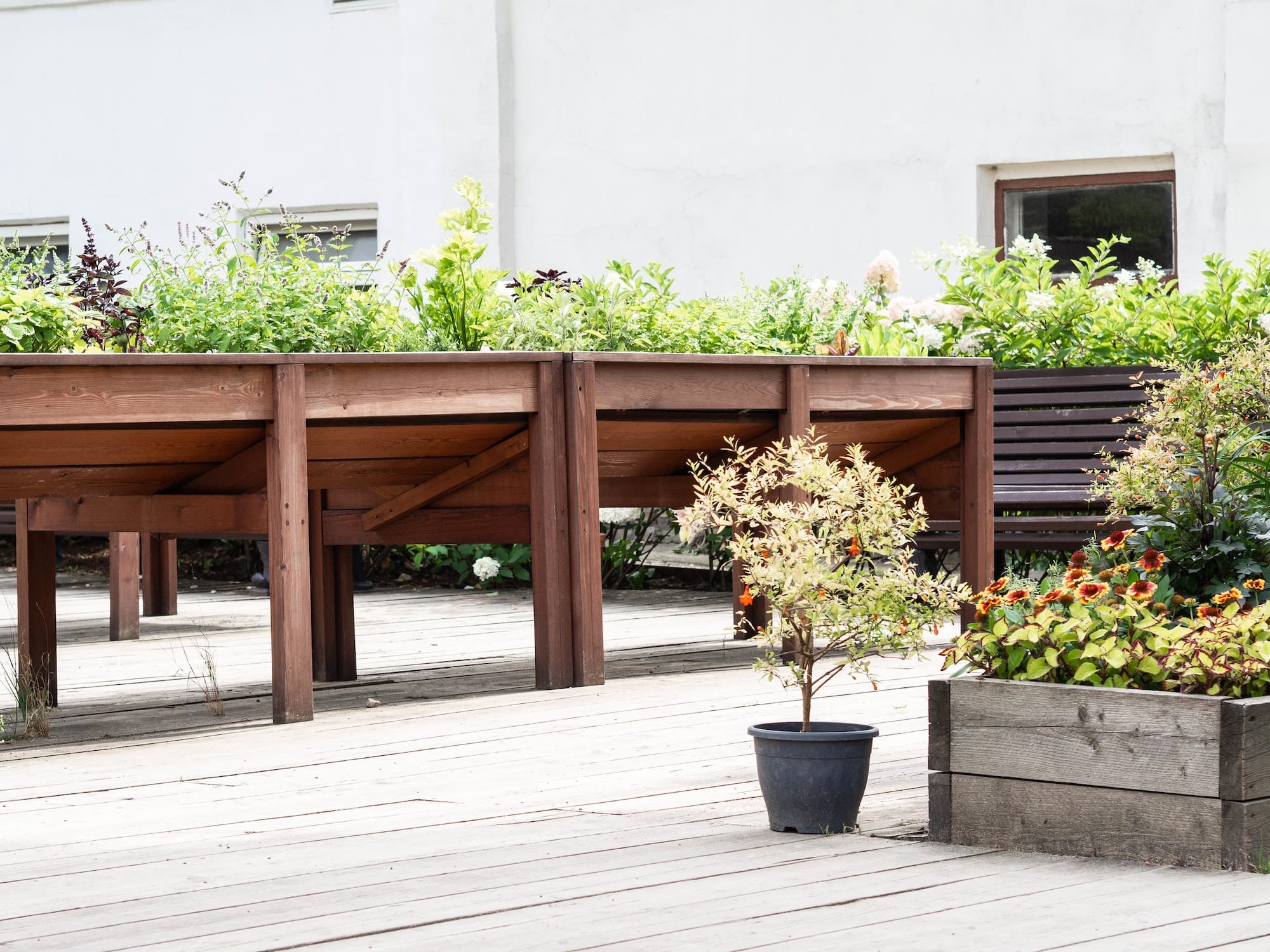 High raised wooden bed with various herbs in the city garden.