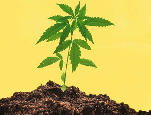 420 Potting Soil and The Advantages of Growing Soil