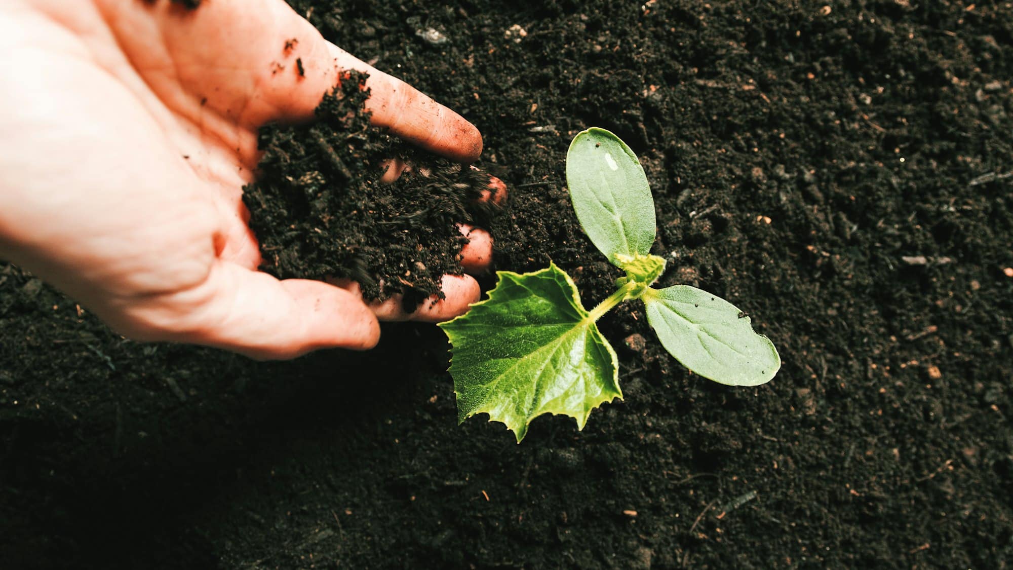 Farmer hand pour topsoil for plants
